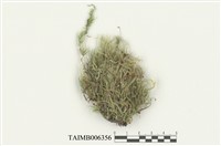 藏品(卵葉青苔)的圖片